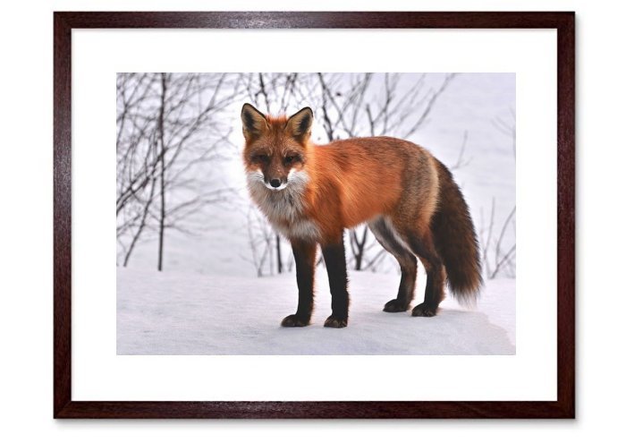 Fox Nature Animals Roux Fauna Wild Animal